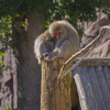 上野動物園#31