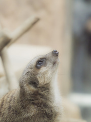 上野動物園#37