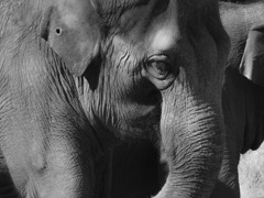 上野動物園#28