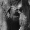 上野動物園#28