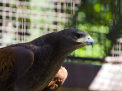 上野動物園#06