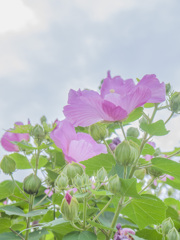 鎌倉#15
