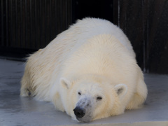 上野動物園#26