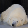 上野動物園#26