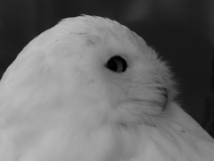上野動物園#23