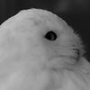 上野動物園#23