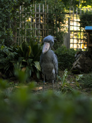 上野動物園#44