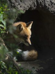上野動物園#27