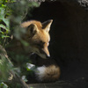 上野動物園#27