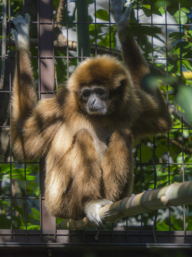 上野動物園#07