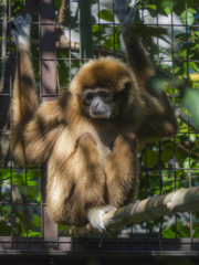上野動物園#07
