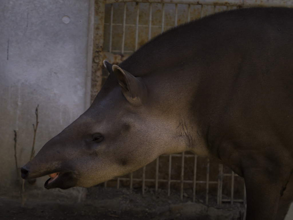 上野動物園#24