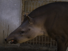 上野動物園#24