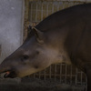 上野動物園#24