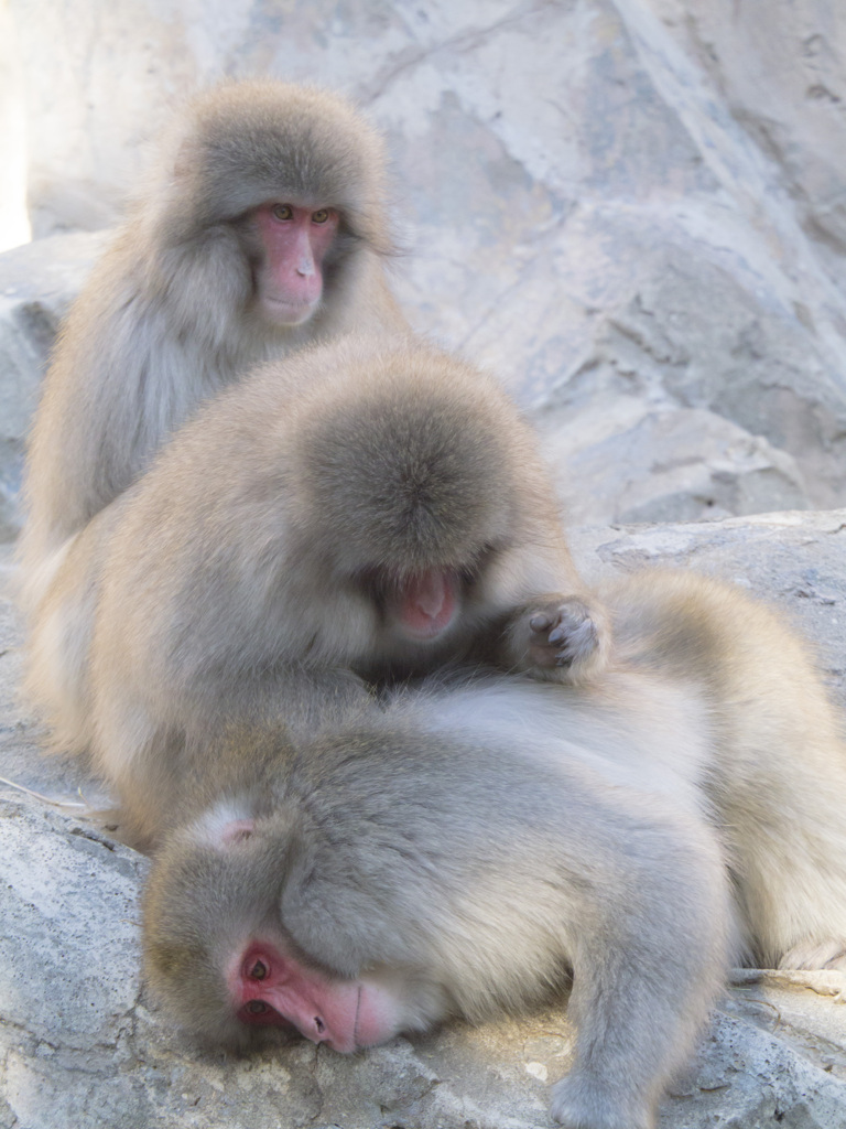 上野動物園#25