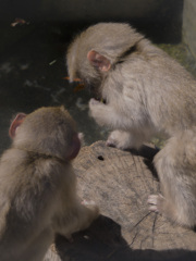 上野動物園#32