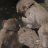 上野動物園#32