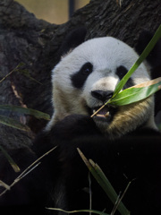 上野動物園#04