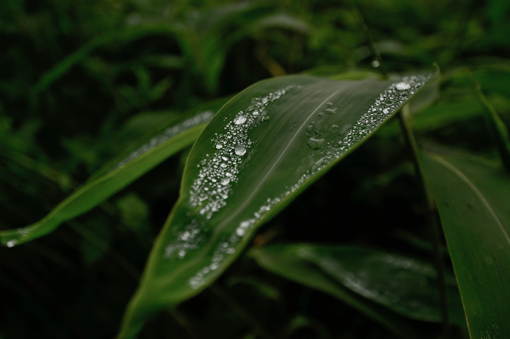 雨上がり