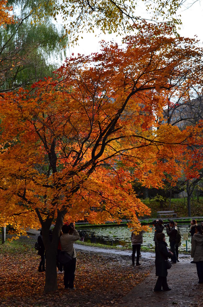 北大紅葉