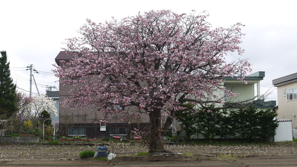 桜の木