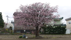 桜の木