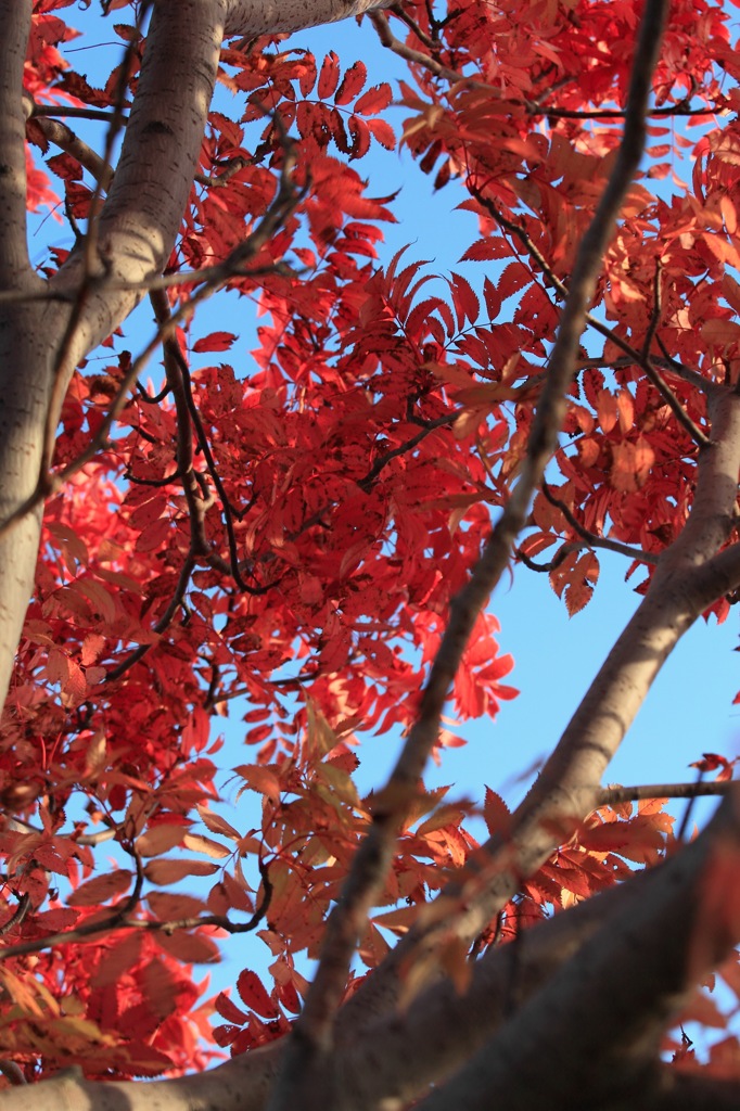 紅葉と青空