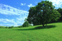 木と空と緑の丘