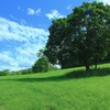 木と空と緑の丘