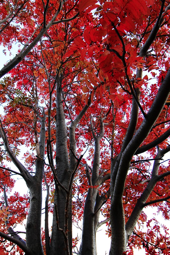 紅葉