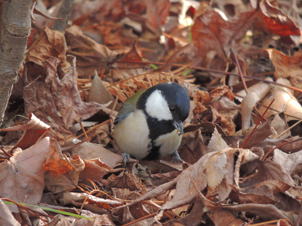 シジュウカラ