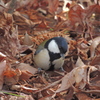 シジュウカラ