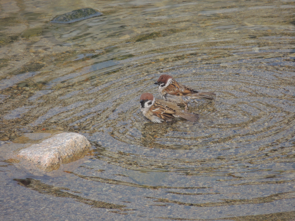 スズメ 水浴び