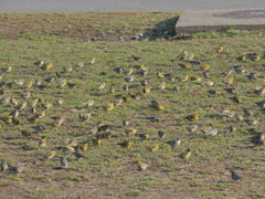 マヒワの群れ