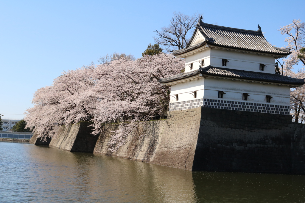 雪国の春・城跡の桜Ⅴ