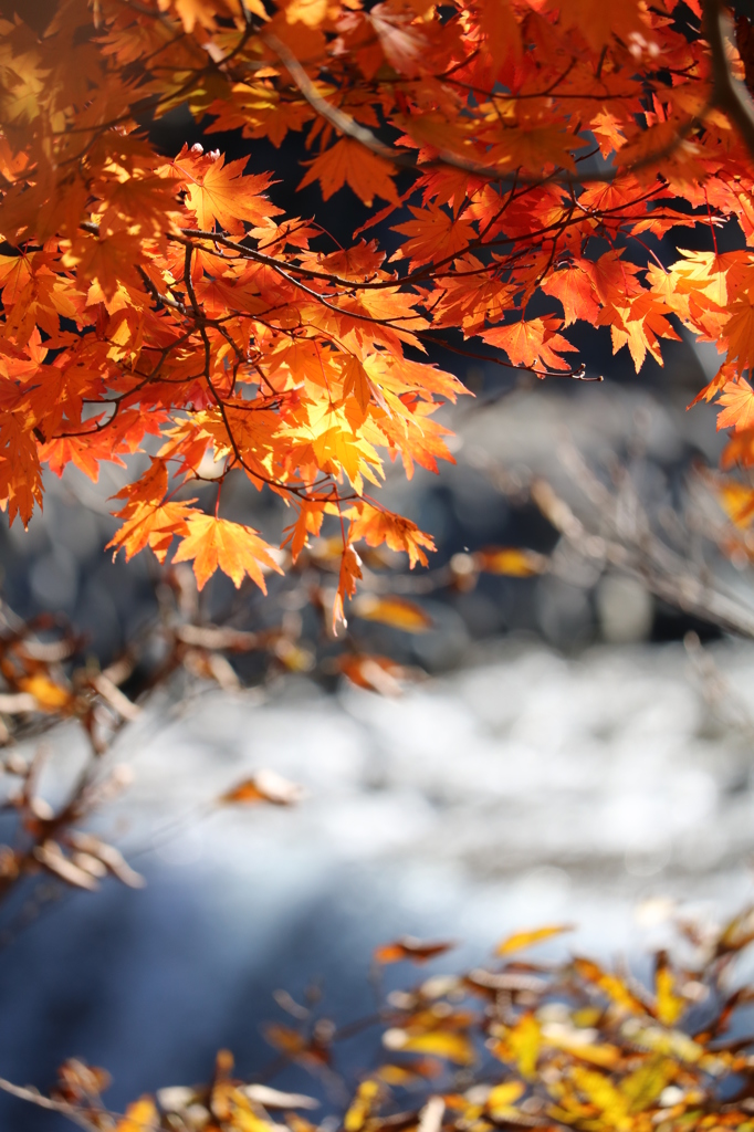 紅葉
