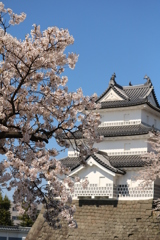 雪国の春・城跡の桜
