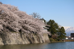 雪国の春・城跡の桜Ⅱ