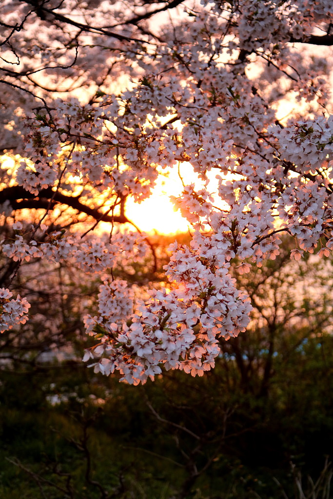 夕日に桜