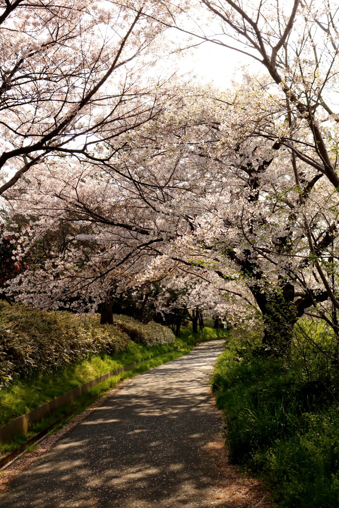 桜満開Ⅱ