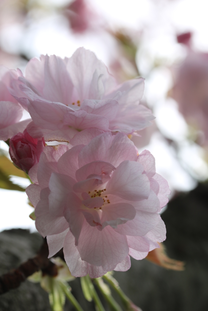 春・花・八重桜