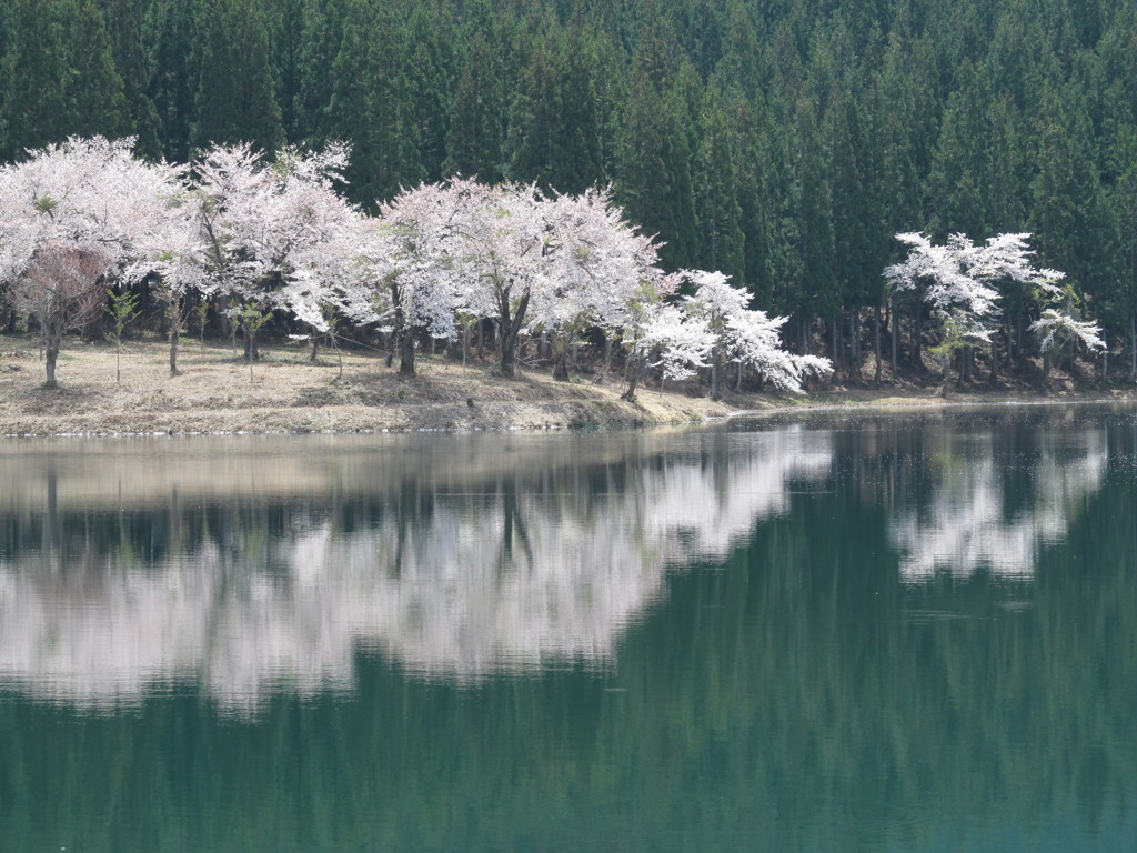 新潟・津南・中子の桜