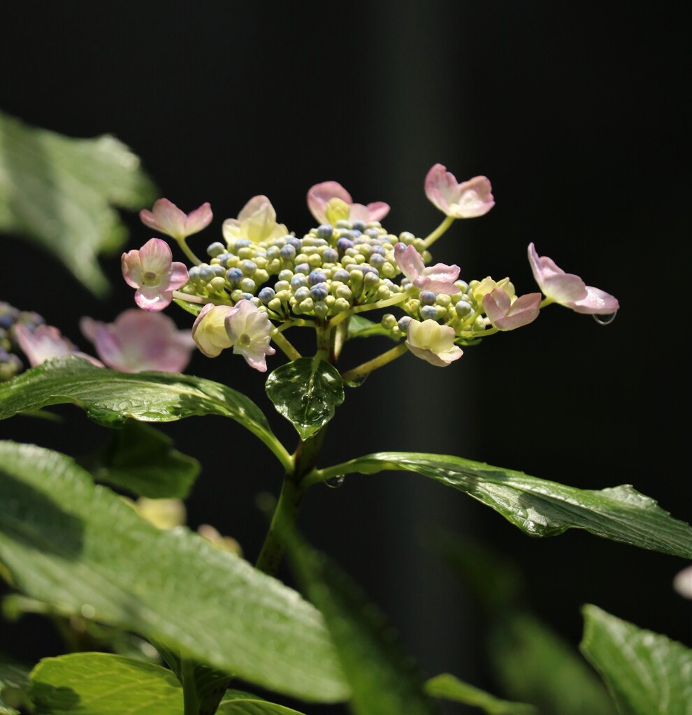 梅雨の花1