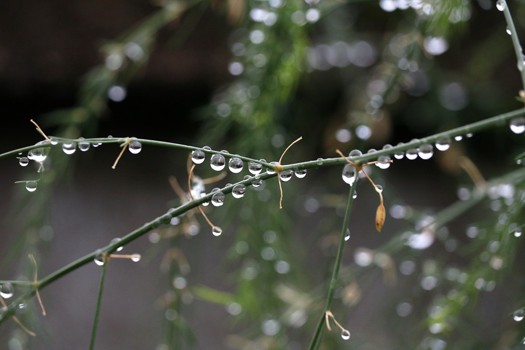 雨上がり