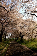 桜満開Ⅰ