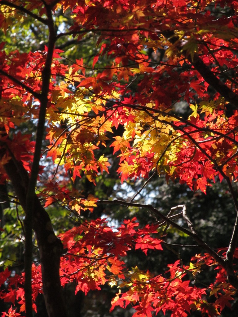 紅葉日和