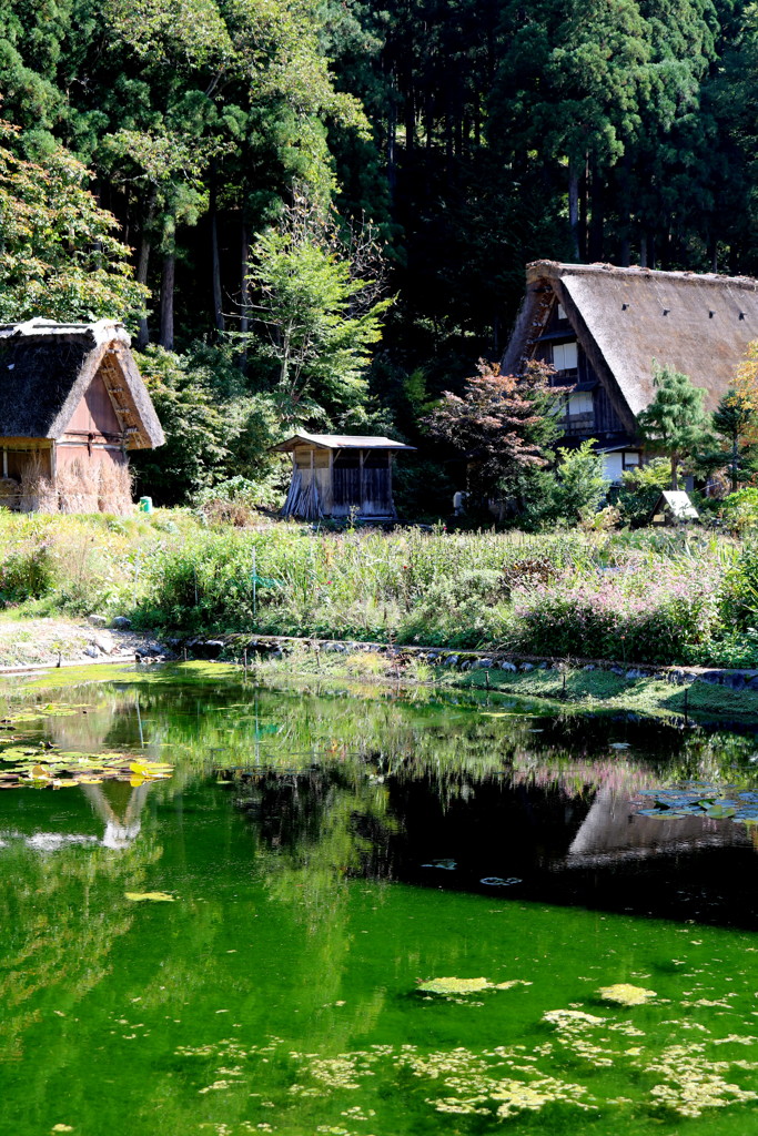 白川郷の池