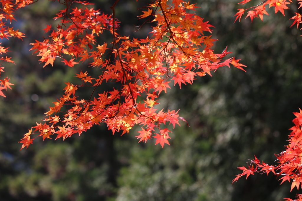 下呂の紅葉・Ⅱ