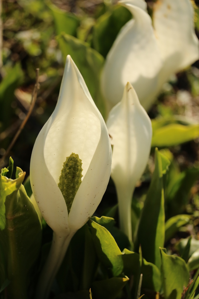 雪国の春・水芭蕉