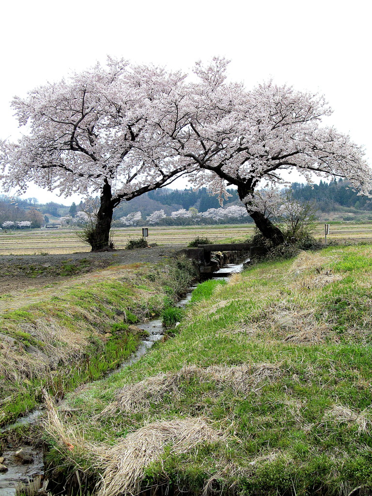 夫婦桜